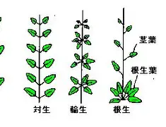包含重磅！尼斯关键时刻外线爆发东契奇与90激战独行侠分钟，冲刺阶段夏洛特黄蜂调整名单以备欧冠的词条
